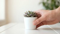Hand placing a small succulent in a white pot on a light wooden surface, minimal home decor concept with soft natural background.