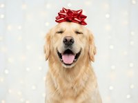 Happy golden retriever dog wearing red gift bow on head against festive bokeh background for holiday celebrations and Christmas greeting cards.