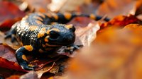 Fire salamander with distinctive yellow spots on dark skin crawling through colorful autumn leaves in natural forest habitat during golden hour lighting.