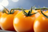 Fresh yellow cherry tomatoes on vine with green stems against blurred background, macro photography showing vibrant color and texture detail for food styling.