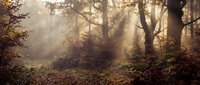 Misty autumn forest with golden sunlight streaming through trees and fallen leaves covering woodland path creating magical atmospheric scene.