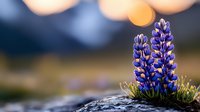Vibrant purple lupine flowers blooming on rocky ground with soft bokeh background, ideal for nature and botanical design projects.
