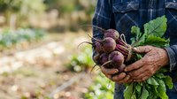 Farmer holding freshly harvested beets with soil and green leaves in hands at vegetable garden, agricultural produce and organic farming concept.