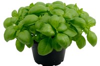 Fresh basil plant with vibrant green leaves growing in black plastic pot, isolated on white background for culinary and gardening concepts.