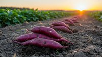 Fresh purple sweet potatoes harvested from organic farm field at golden sunset. Agricultural produce ready for healthy cooking and nutrition.