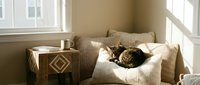 Cozy tabby cat resting on a soft armchair in a sunlit living room corner with a wooden side table and warm neutral tones.
