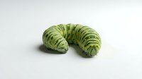 Green striped caterpillar larva isolated on white background, suitable for educational materials, nature illustrations, and scientific design projects.
