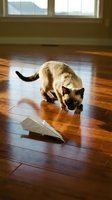 Siamese cat with dark points playing with paper airplane on wooden floor indoors near window, curious pet behavior.