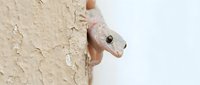 Small gecko lizard climbing on textured beige wall surface, showcasing natural wildlife behavior and adaptation in urban environment.