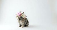 Adorable gray rabbit wearing delicate pink and white flower crown sitting on clean white background, perfect for spring greeting cards and pet photography.