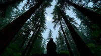 Silhouette of hooded figure standing in misty forest with towering evergreen trees reaching skyward, creating dramatic perspective and moody atmosphere.