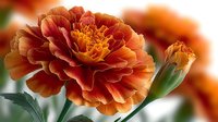 Vibrant orange marigold flower in full bloom with layered petals and golden center against soft blurred background, showcasing delicate details.