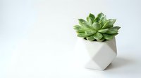Small green succulent plant in modern white geometric planter on clean white background with copy space for minimalist home decor and interior design.