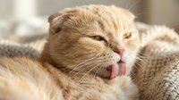 Ginger tabby cat with tongue out playfully licking its face while wrapped in cozy knit blanket, expressing joy and contentment in warm home setting.