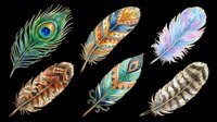 Decorative feathers in various styles isolated on transparent background, ready for t-shirt designs, clipart, stickers, sublimation, print-on-demand products and digital crafts.