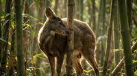 Brown kangaroo with joey in pouch standing among tall grass and trees in natural forest habitat during golden hour sunlight.