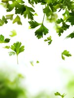 Fresh parsley leaves falling on white background with soft focus and copy space at bottom, isolated herb for cooking and garnish design.