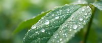 Fresh green leaf with crystal clear water droplets after morning dew or rain shower creating natural macro photography composition for wellness concepts.