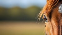 Close-up of chestnut horse eye and mane in golden sunlight with blurred pastoral background for equestrian and farm photography projects.