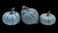 Three dusty blue pumpkins with textured rinds, isolated on transparent background. Ready for fall clipart, stickers, t-shirt design, sublimation, and print on demand projects.