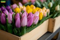 Fresh pink and yellow tulips arranged in wooden box, selective focus on pink blooms with soft blur background, spring flowers ready for market or home decoration.