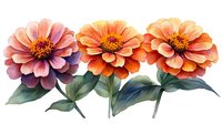 Watercolor zinnia flowers in coral and peach tones with green leaves arranged in horizontal composition on white background, isolated botanical art.