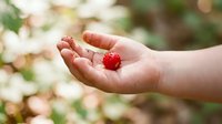 Child's hand holding fresh red raspberry in garden setting, perfect for food, nature, and summer harvest themes.