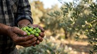 Male farmer with tanned skin holding fresh green olives in cupped hands during harvest season in orchard setting, suitable for agriculture, farming, and food production content.
