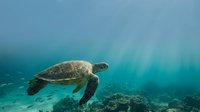 Sea turtle swimming underwater in tropical ocean with sunlight rays filtering through blue water and rocky reef below.