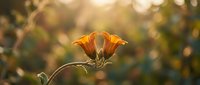 Orange lily flower blooming in golden sunlight with soft bokeh background, natural garden setting for spring and summer botanical designs.