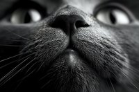 Close-up black and white cat nose and whiskers macro photography showing detailed texture and facial features for pet care and veterinary concepts.