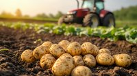 Fresh harvested potatoes on dark fertile soil with red tractor working in agricultural field during sunset, farming and crop cultivation background.