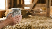 Senior man holding fluffy gray kitten in barn setting with straw, depicting rural farm life, animal care, and human-pet bonding moments.