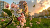 Pink apple blossoms blooming on tree branch with modern residential buildings and warm sunset light in urban spring garden setting.