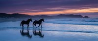Two horses walking along ocean beach at sunset with purple sky and mountain silhouettes reflecting in wet sand creating romantic coastal landscape scene.