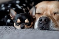 Close up of sleeping Chihuahua and mixed breed dog noses and faces on gray blanket, showing tender bonding moment between pets, macro photography.
