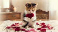 Adorable calico kitten holding red rose with scattered petals on lace tablecloth in cozy bedroom setting for romantic Valentine's Day celebration.