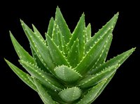 Aloe vera plant with thick green leaves and white spots isolated on transparent background, ready for t-shirt designs, clipart, stickers, and print-on-demand products.