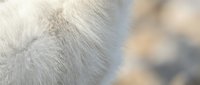 Close-up of soft white animal fur texture with natural lighting and blurred background for pet care, veterinary, or nature design projects.