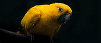 Vibrant yellow parrot perched on branch against dark background, exotic tropical bird with bright golden feathers and dark beak in natural pose.