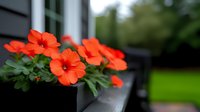 Vibrant orange flowers blooming in modern black planter on outdoor patio with blurred green garden background for home decor and landscaping projects.
