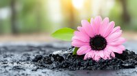 Pink daisy flower growing from dark soil with water drops and green leaf, soft bokeh background, macro nature photography for spring gardening concept.