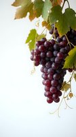 Fresh red grapes hanging from vine with green leaves on white background for wine industry, harvest season, and healthy eating concepts.