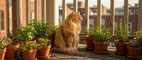 Ginger tabby cat sitting among potted plants on sunny windowsill with urban view, domestic pet relaxation and indoor gardening lifestyle.
