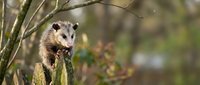 Young opossum perched on wooden fence post in natural outdoor setting with blurred forest background for wildlife and nature projects.