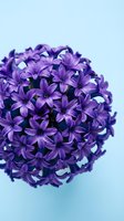 Purple hyacinth flower head with delicate petals on soft blue background for spring decorations and floral arrangements.