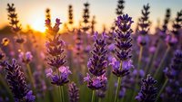 Purple lavender flowers blooming in field during golden hour sunset with warm bokeh background for aromatherapy and natural wellness concepts.