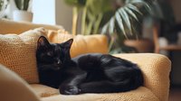 Black cat resting on beige knitted sofa in cozy home interior with houseplants, soft natural lighting creates peaceful domestic atmosphere.