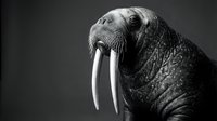 Majestic walrus portrait with prominent tusks against dark background showcasing marine mammal anatomy and Arctic wildlife in dramatic black and white photography.