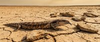 Crocodile resting on cracked, parched earth in arid desert landscape. Suitable for wildlife, climate change, drought, and environmental conservation themes.